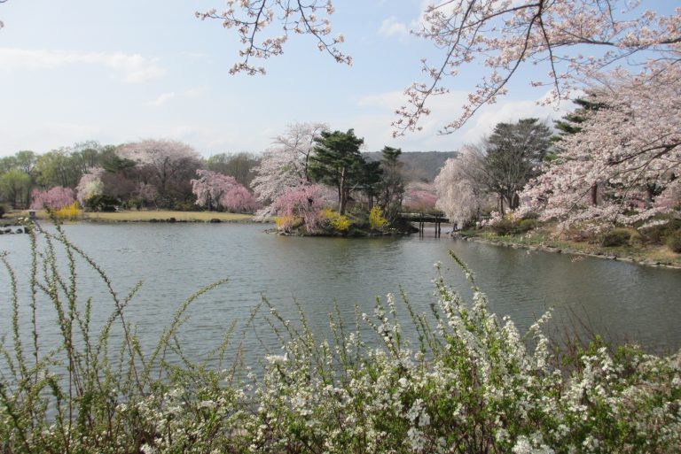 桜情報