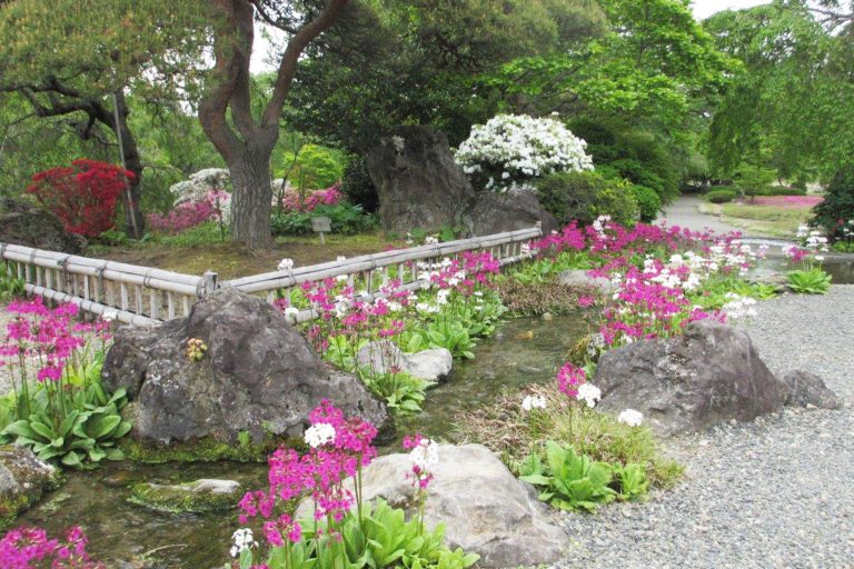 花情報