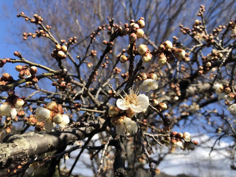 梅の花