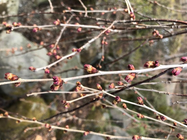 桜情報